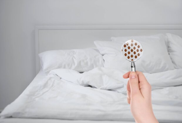 Top 3 things to do on finding bed bugs in your bedroom