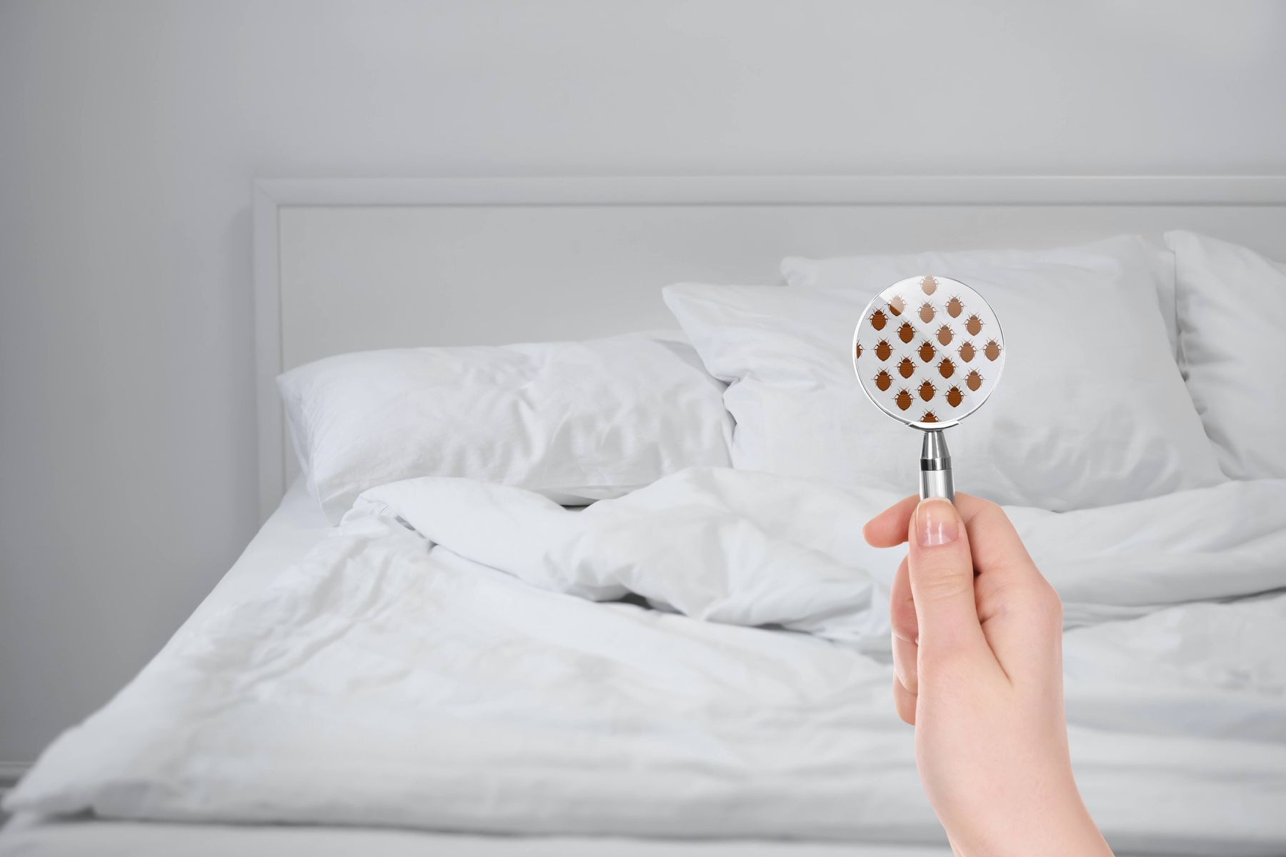 Top 3 things to do on finding bed bugs in your bedroom