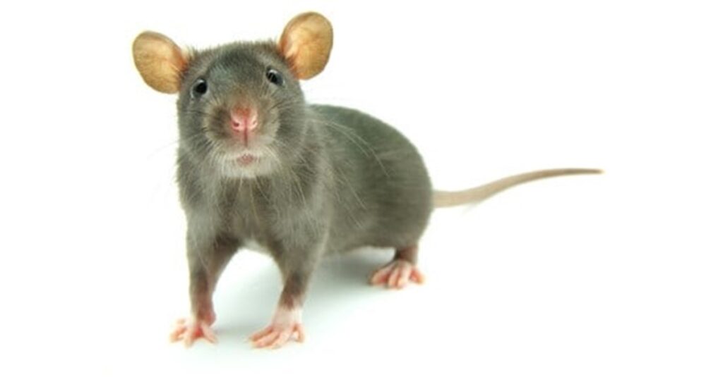 6 Reasons You Need To Hire A Rat Exterminator ASAP! Rep House