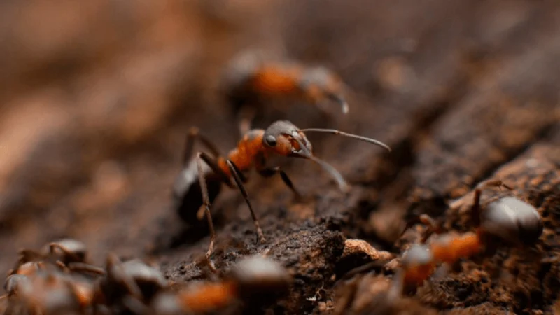 How Kansas City’s Weather Affects Seasonal Pest Activity