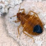 How Bed Bugs Travel: Hotels, Public Transit, and Other Unexpected Places
