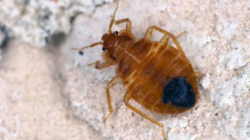 How Bed Bugs Travel: Hotels, Public Transit, and Other Unexpected Places