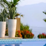 Top Benefits of Buying Planter Pots in Bulk