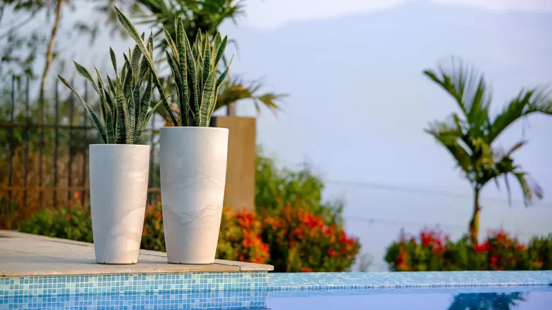 Top Benefits of Buying Planter Pots in Bulk