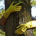 Preventative Tree Restoration: Protecting Trees Before Damage Happens
