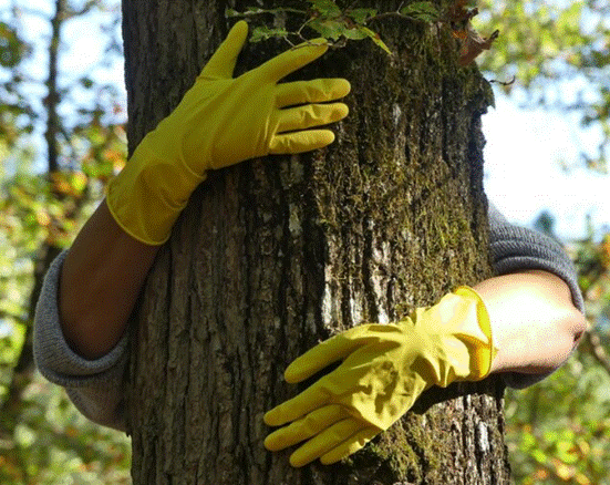Preventative Tree Restoration: Protecting Trees Before Damage Happens