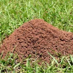 Why Fire Ant Mounds Reappear After Every Rockwall Rainstorm