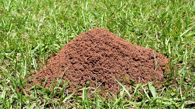 Why Fire Ant Mounds Reappear After Every Rockwall Rainstorm